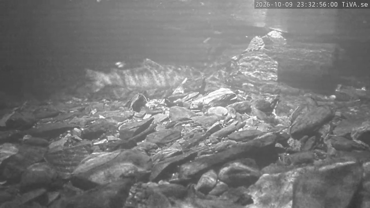 Video 2026-10-09 23:33