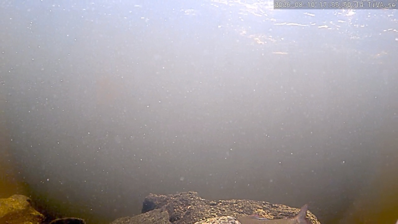 Video 2026-08-10 17:55