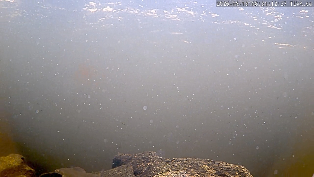 Video 2026-08-13 08:31
