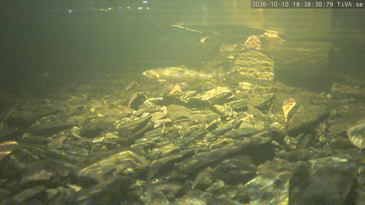 Video 2026-10-10 18:38