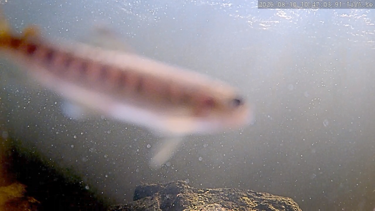 Video 2026-08-10 10:47
