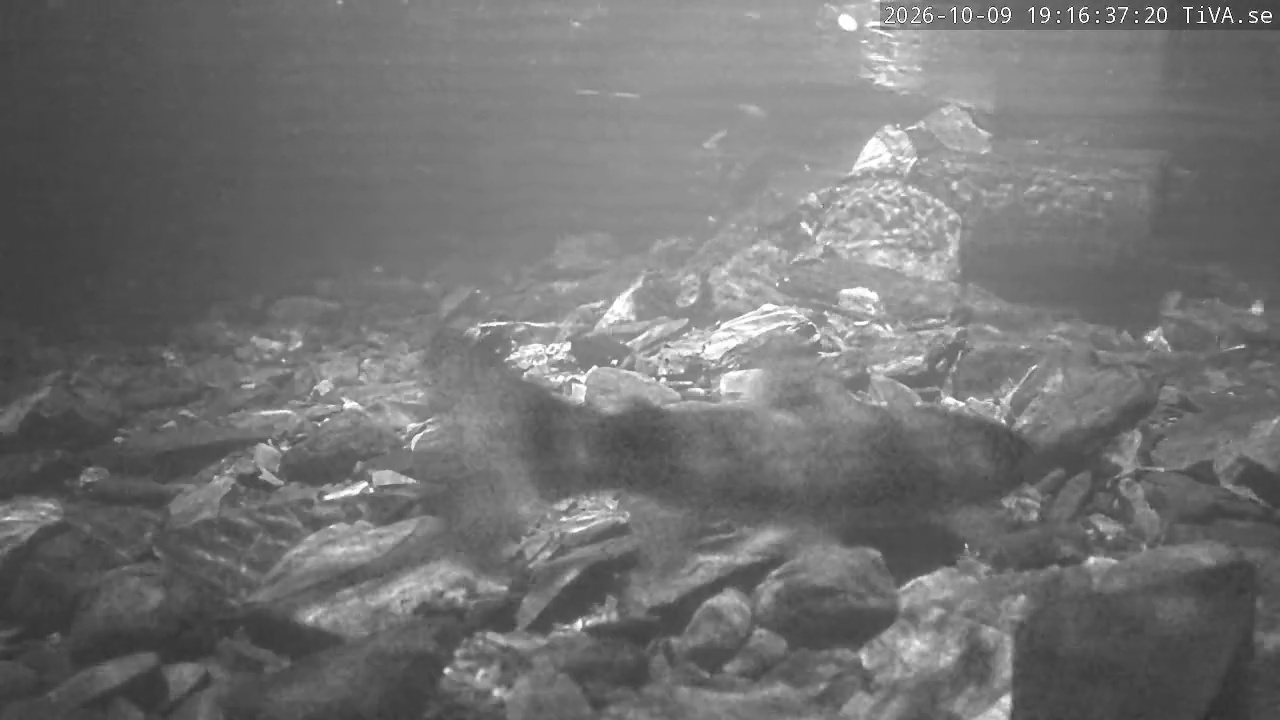 Video 2026-10-09 19:16