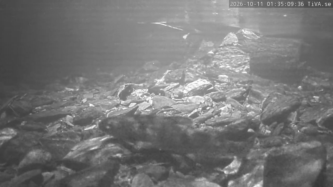 Video 2026-10-11 01:35
