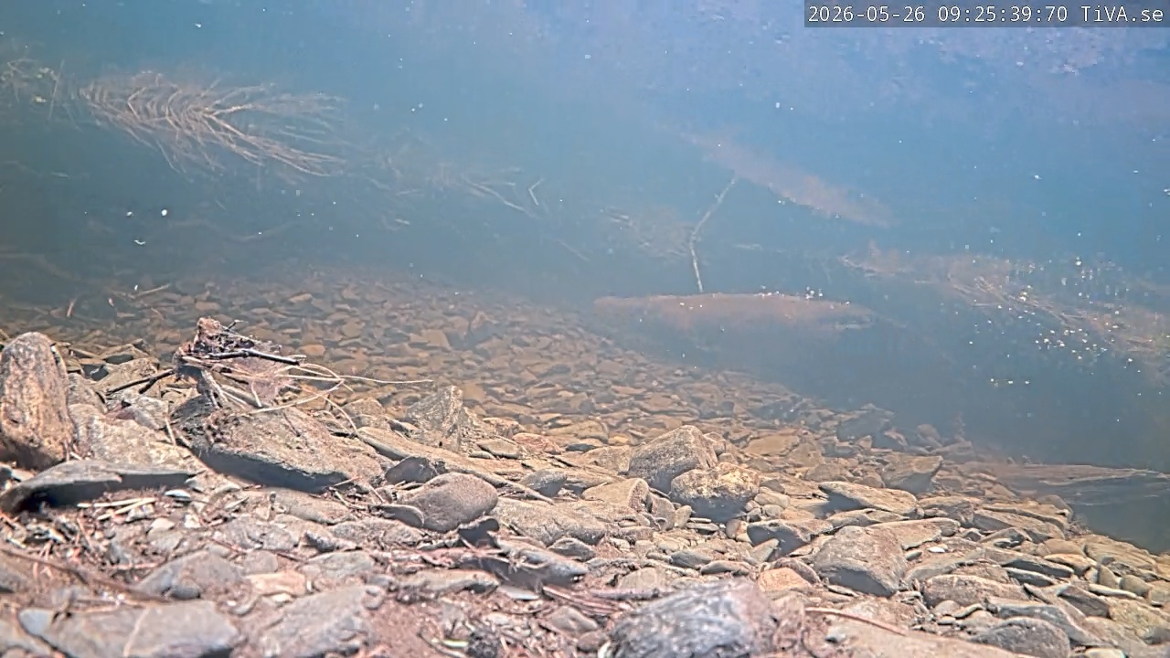 Video 2026-05-26 09:25