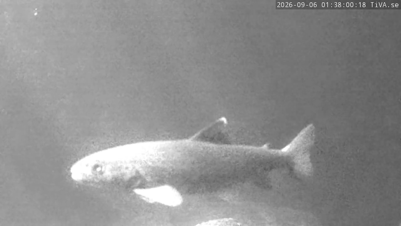 Video 2026-09-06 01:38