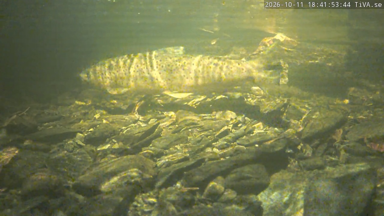 Video 2026-10-11 18:41