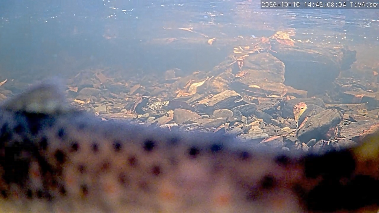 Video 2026-10-10 14:42