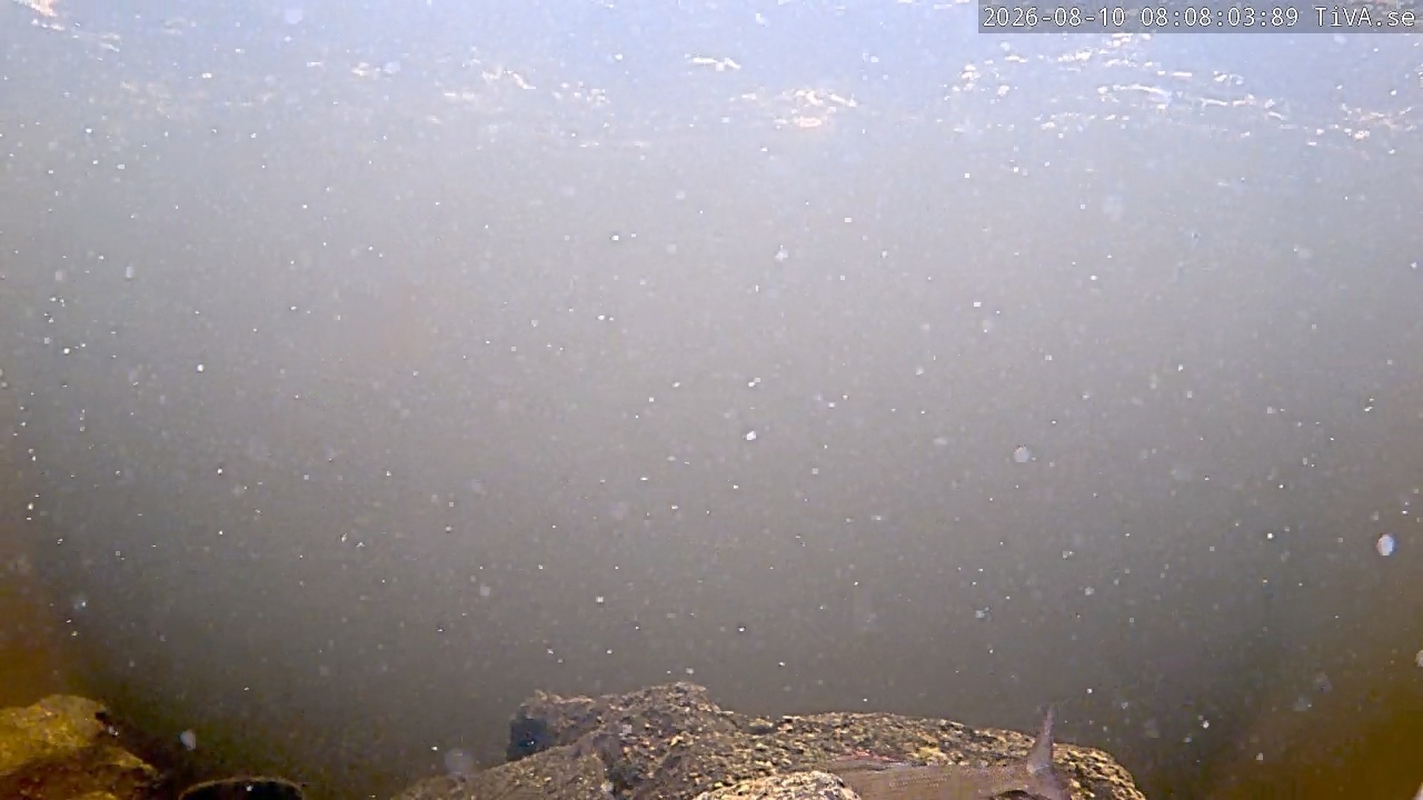 Video 2026-08-10 08:08