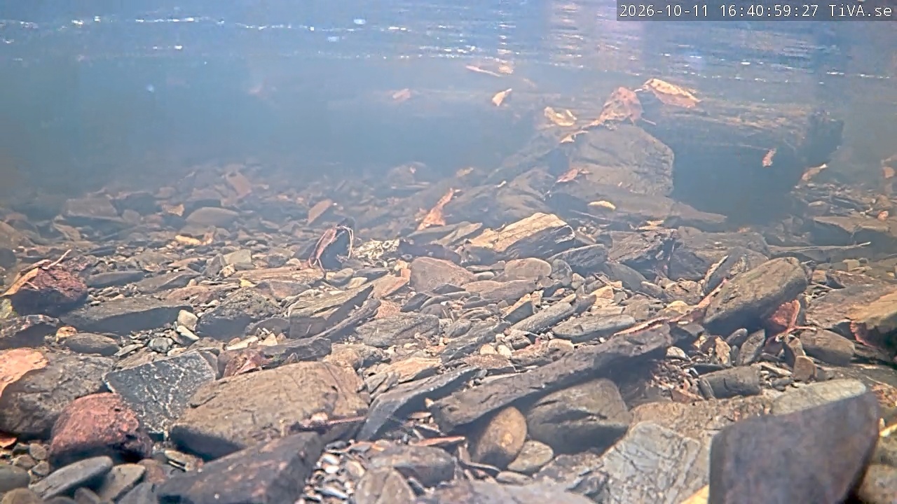 Video 2026-10-11 16:41