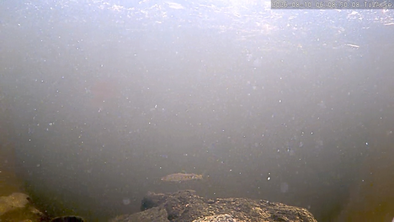 Video 2026-08-10 06:08