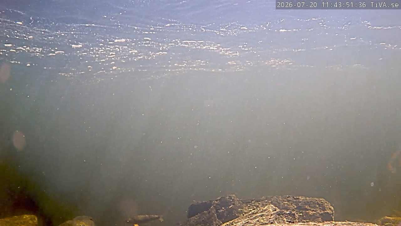Video 2026-07-20 11:44