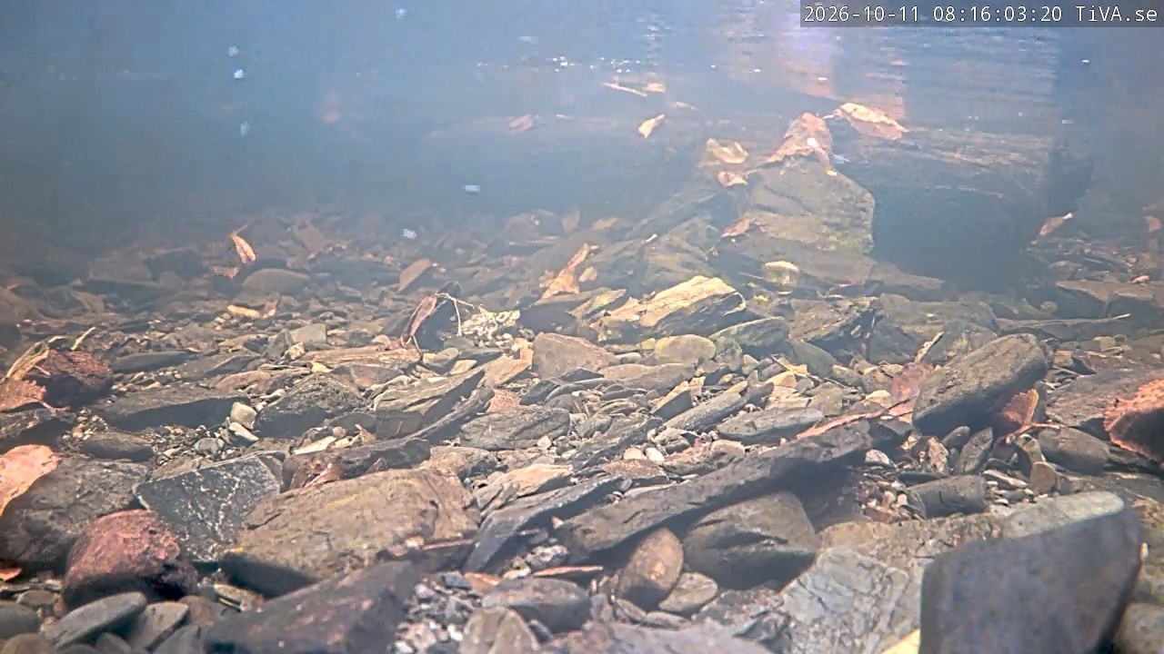 Video 2026-10-11 08:16