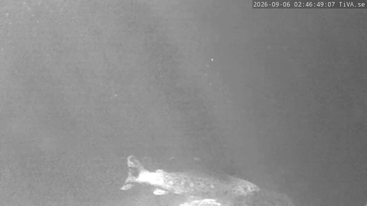 Video 2026-09-06 02:46