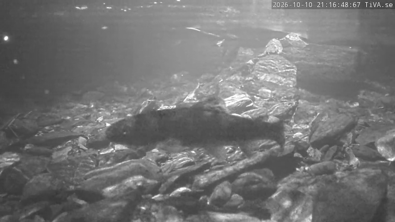 Video 2026-10-10 21:16