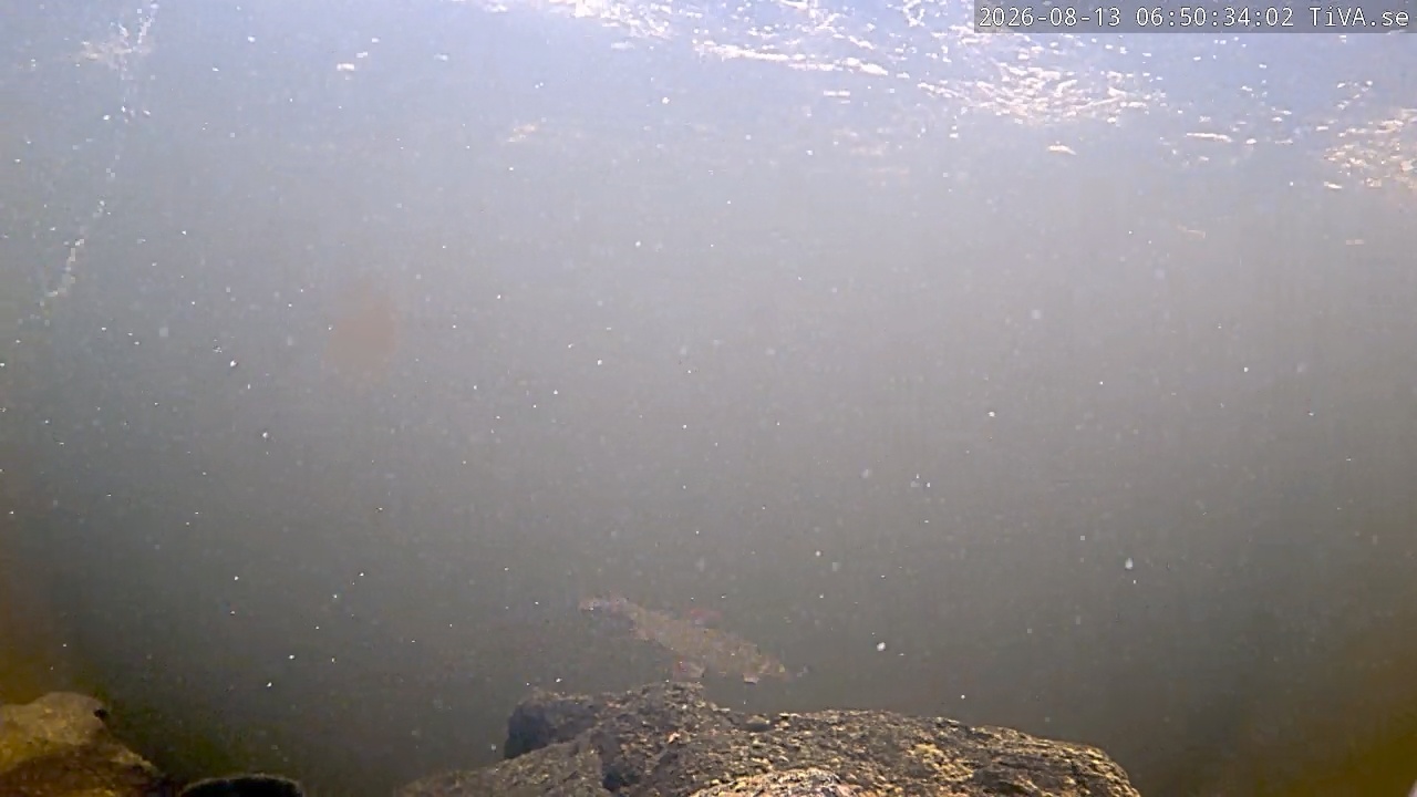 Video 2026-08-13 06:50