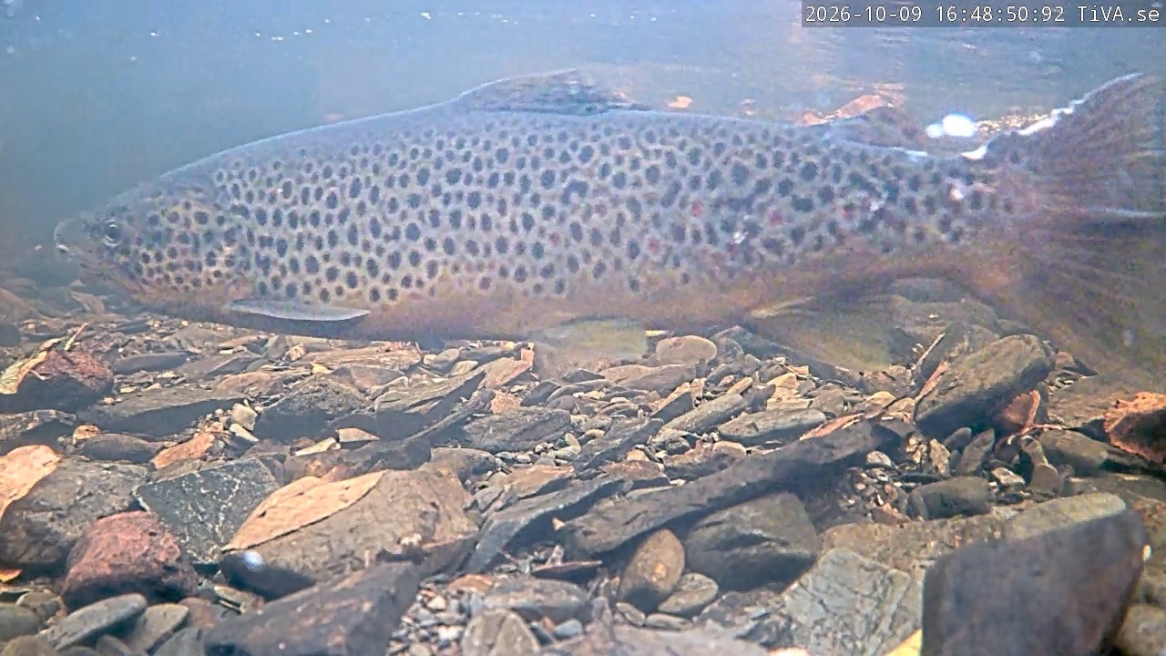 Video 2026-10-09 16:48