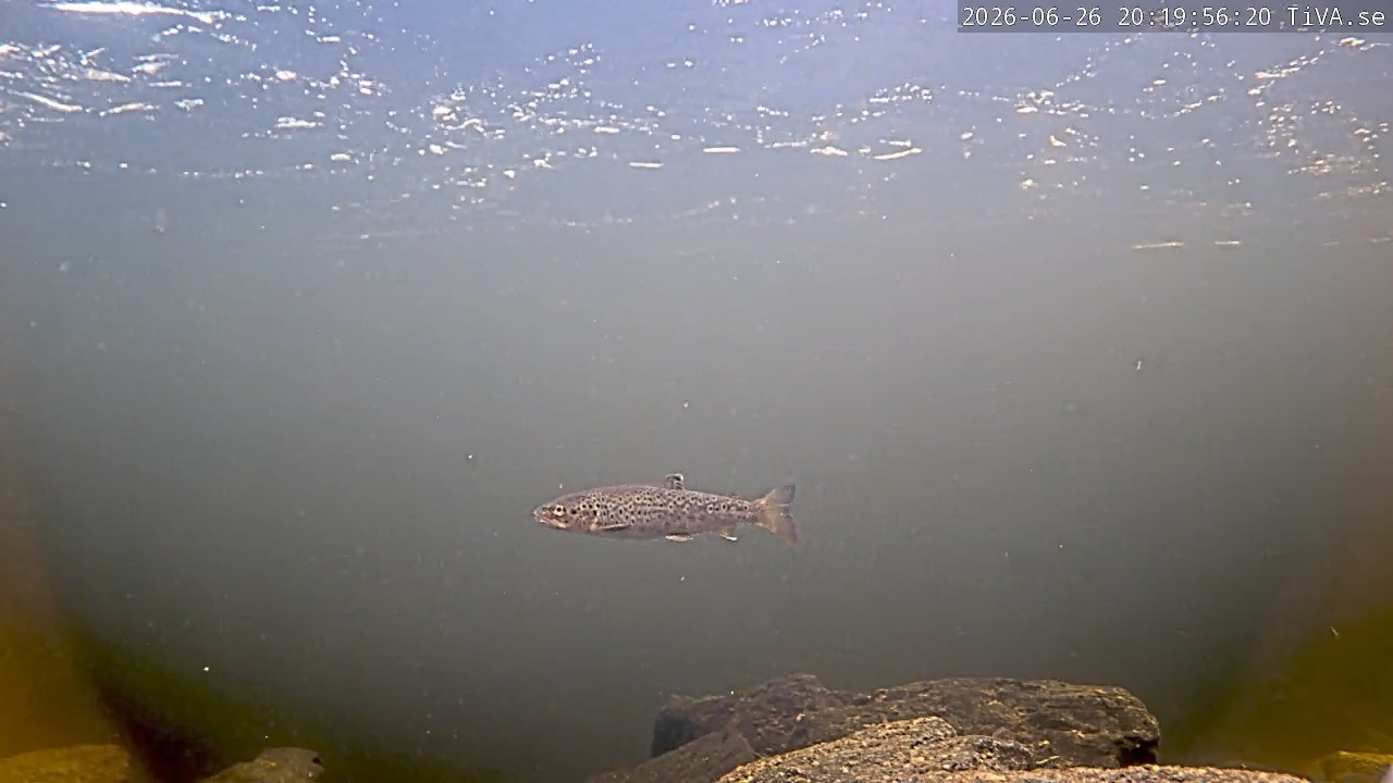 Video 2026-06-26 20:20