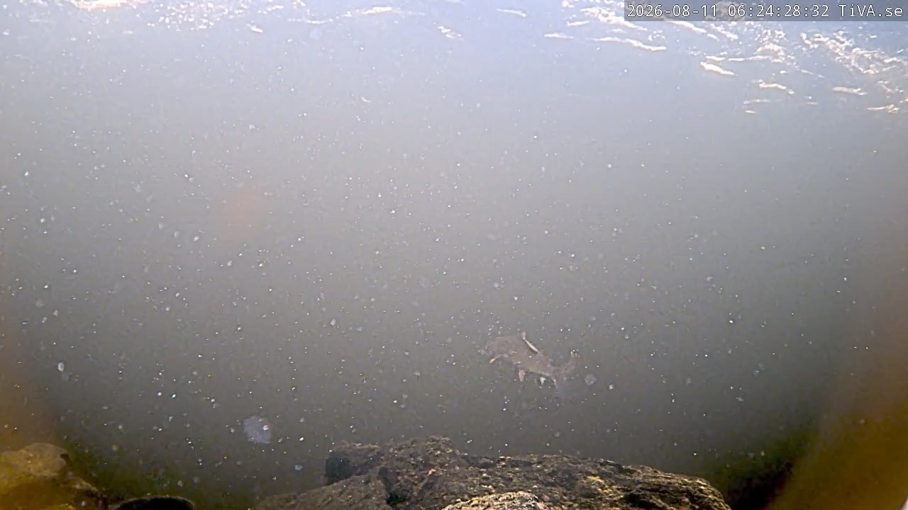 Video 2026-08-11 06:24