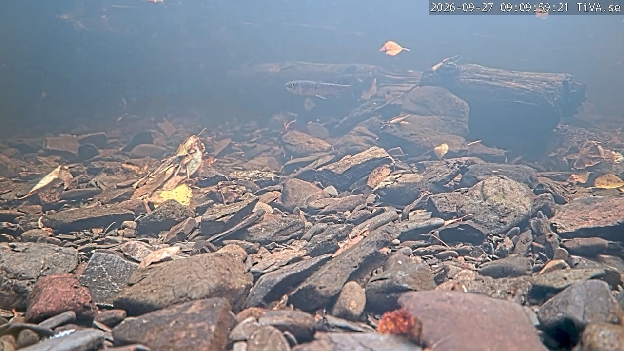 Video 2026-09-27 09:10