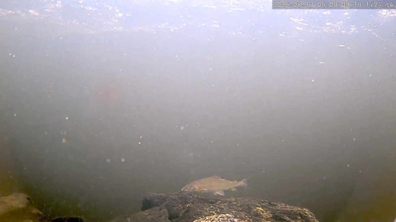 Video 2026-08-12 06:10