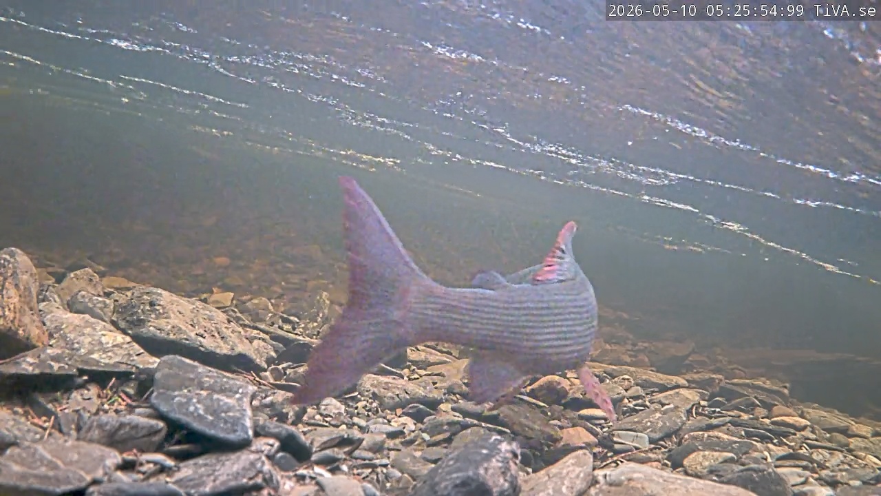 Video 2026-05-10 05:26