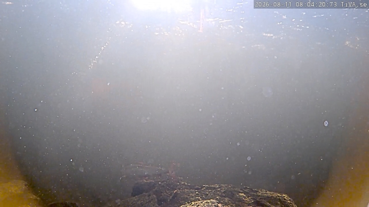 Video 2026-08-11 08:04
