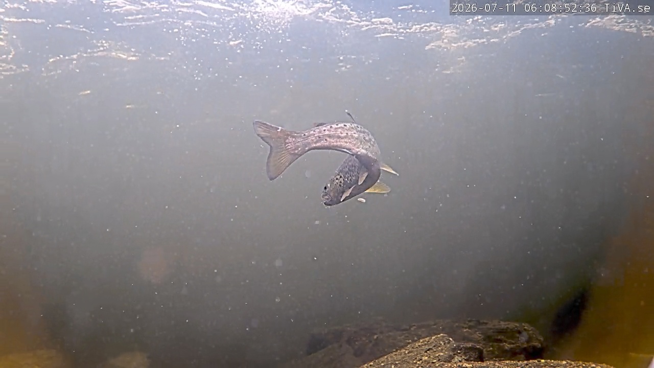 Video 2026-07-11 06:08