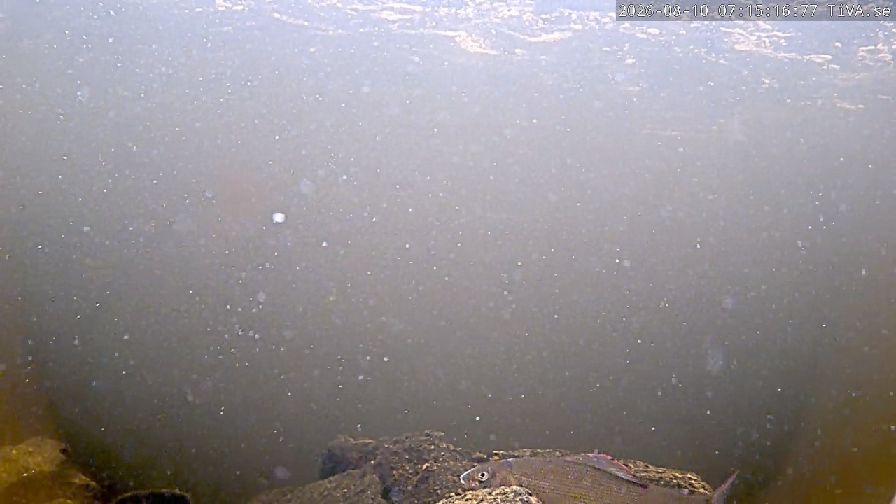 Video 2026-08-10 07:15