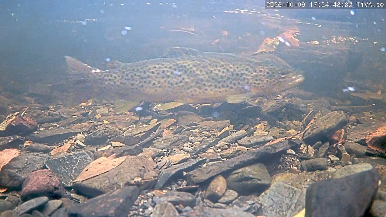 Video 2026-10-09 17:24