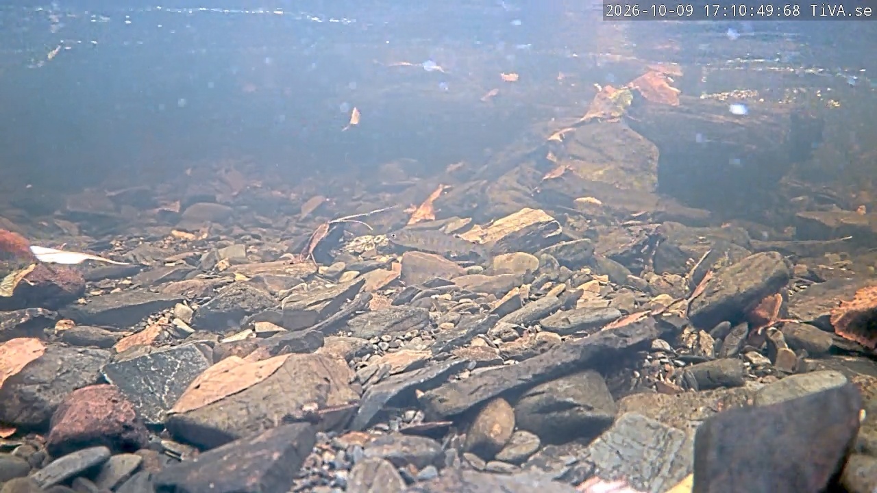 Video 2026-10-09 17:10