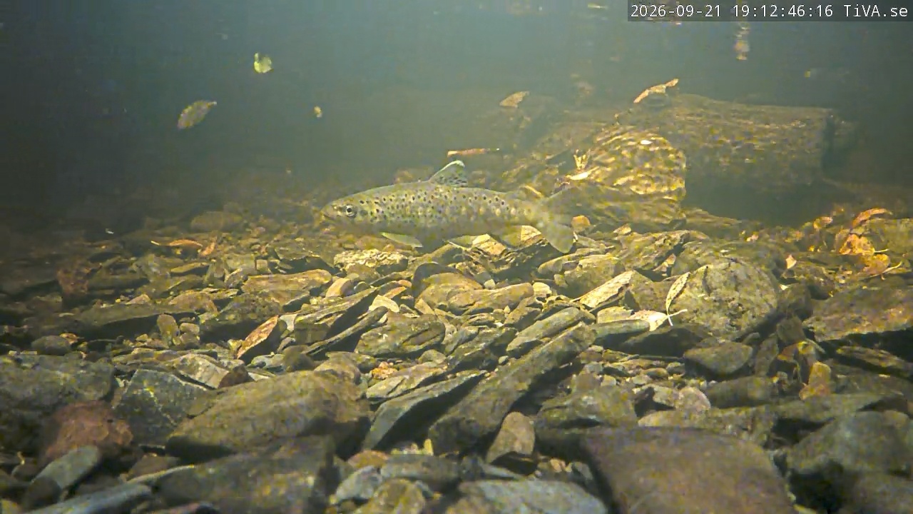 Video 2026-09-21 19:12