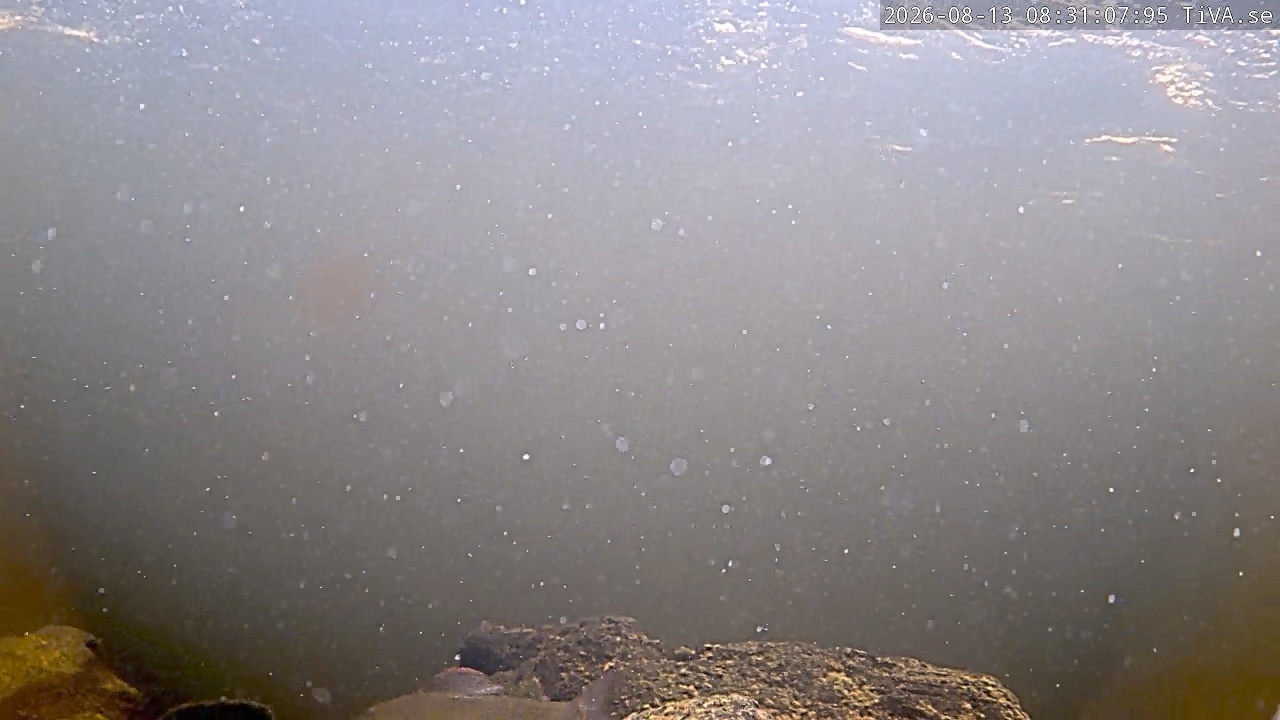 Video 2026-08-13 08:31