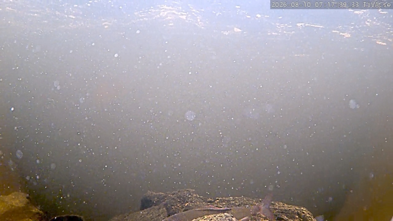 Video 2026-08-10 07:17