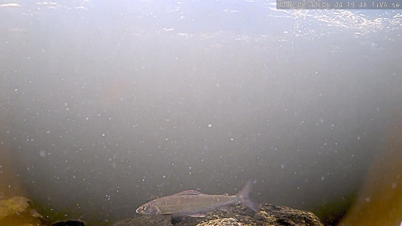 Video 2026-08-11 06:24