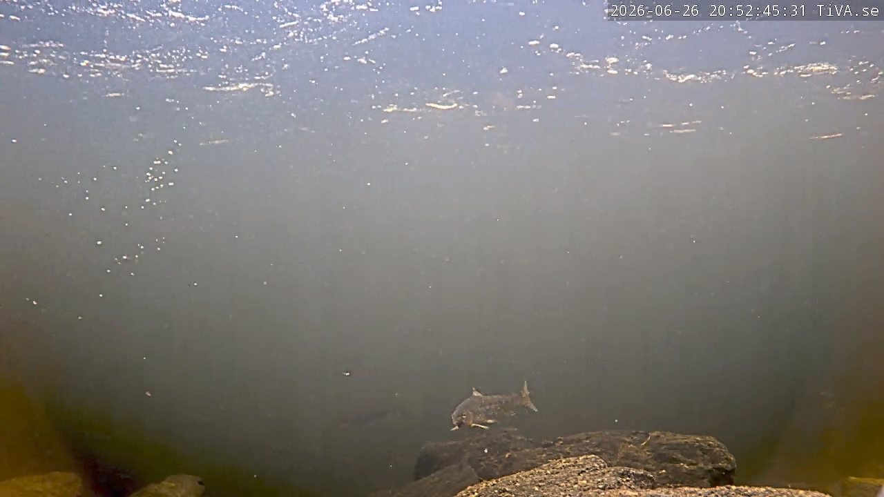 Video 2026-06-26 20:52