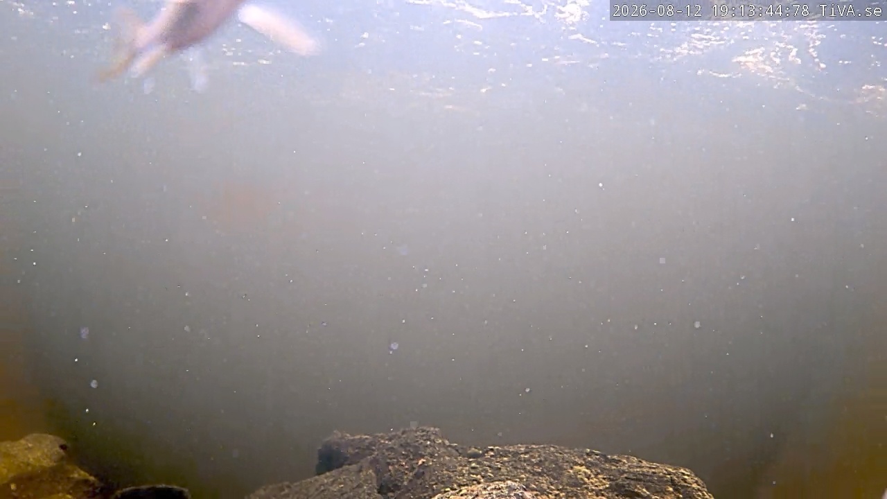 Video 2026-08-12 19:13