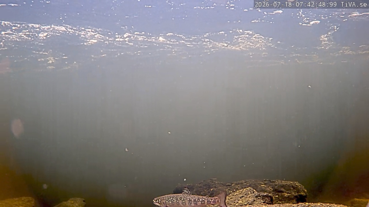 Video 2026-07-18 07:42