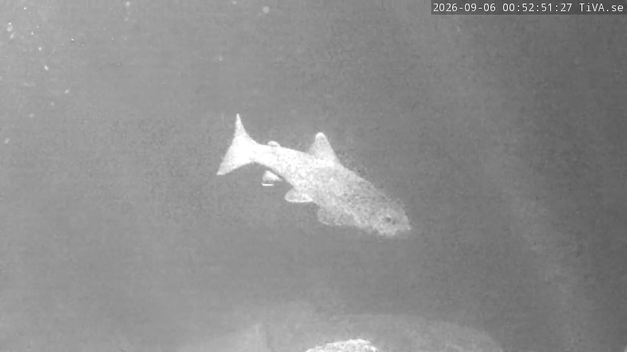 Video 2026-09-06 00:52