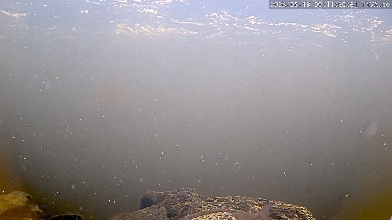 Video 2026-08-13 09:11