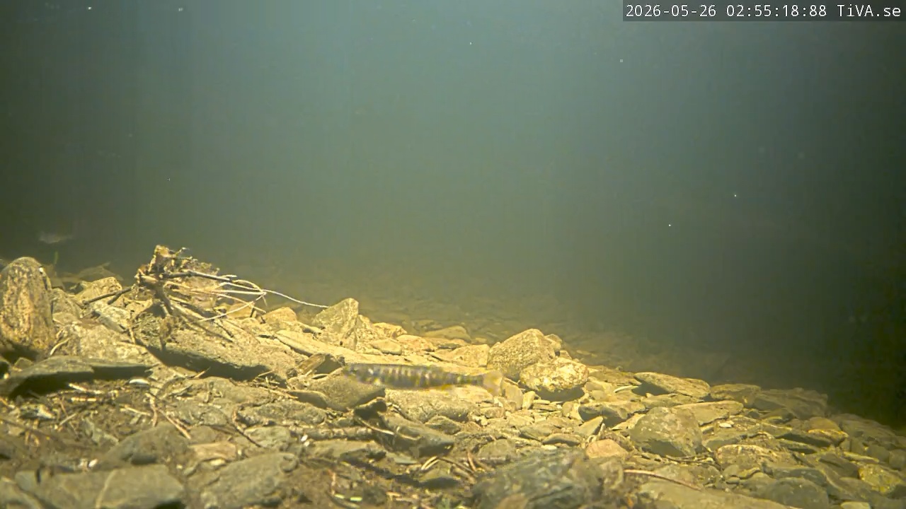 Video 2026-05-26 02:55