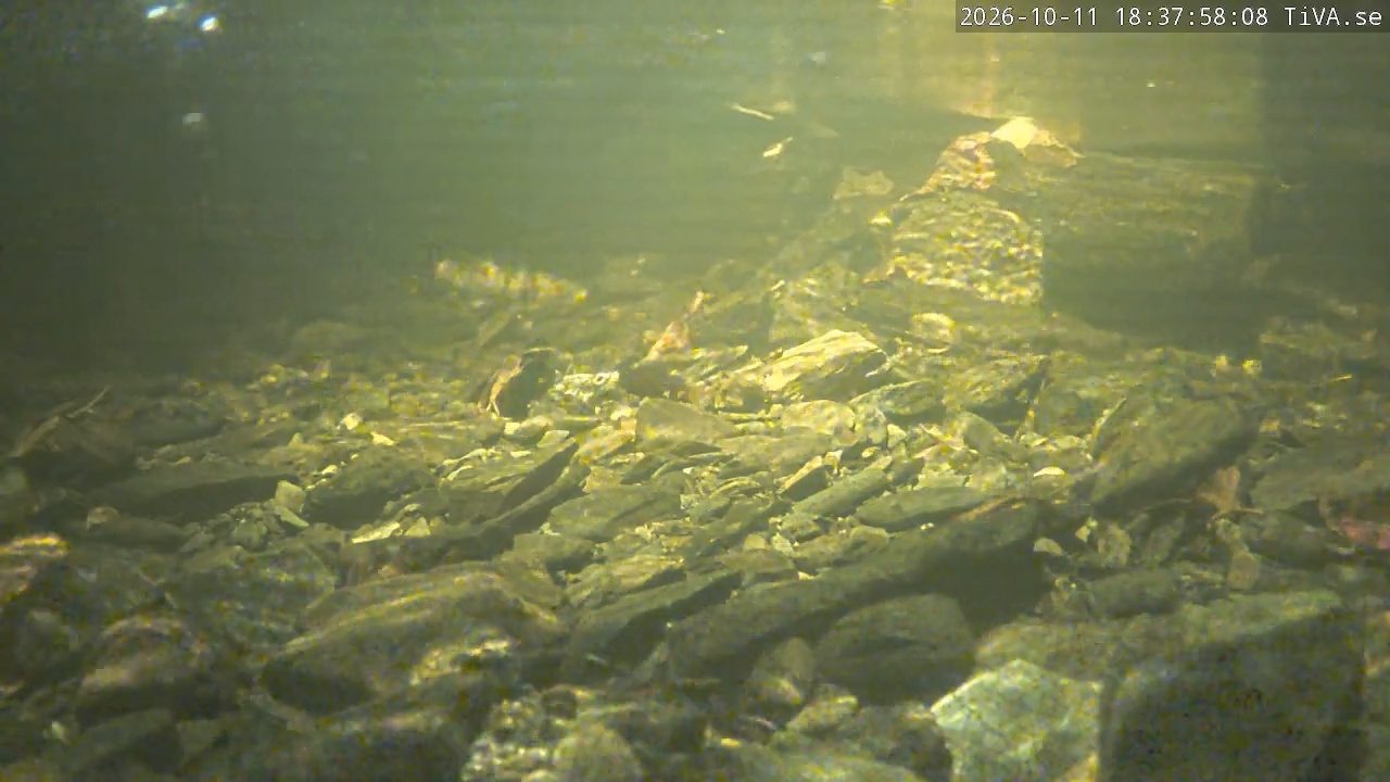 Video 2026-10-11 18:38