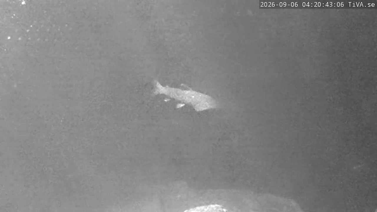 Video 2026-09-06 04:20
