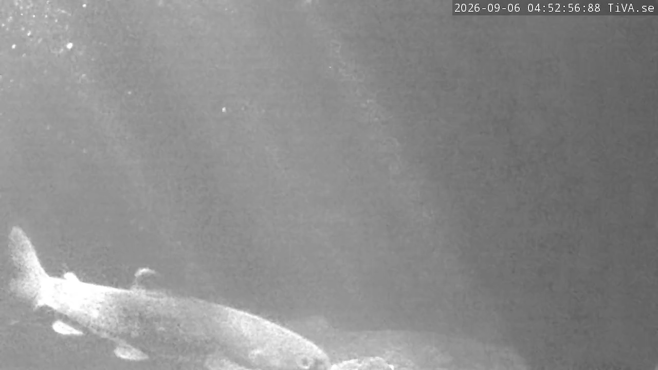 Video 2026-09-06 04:53