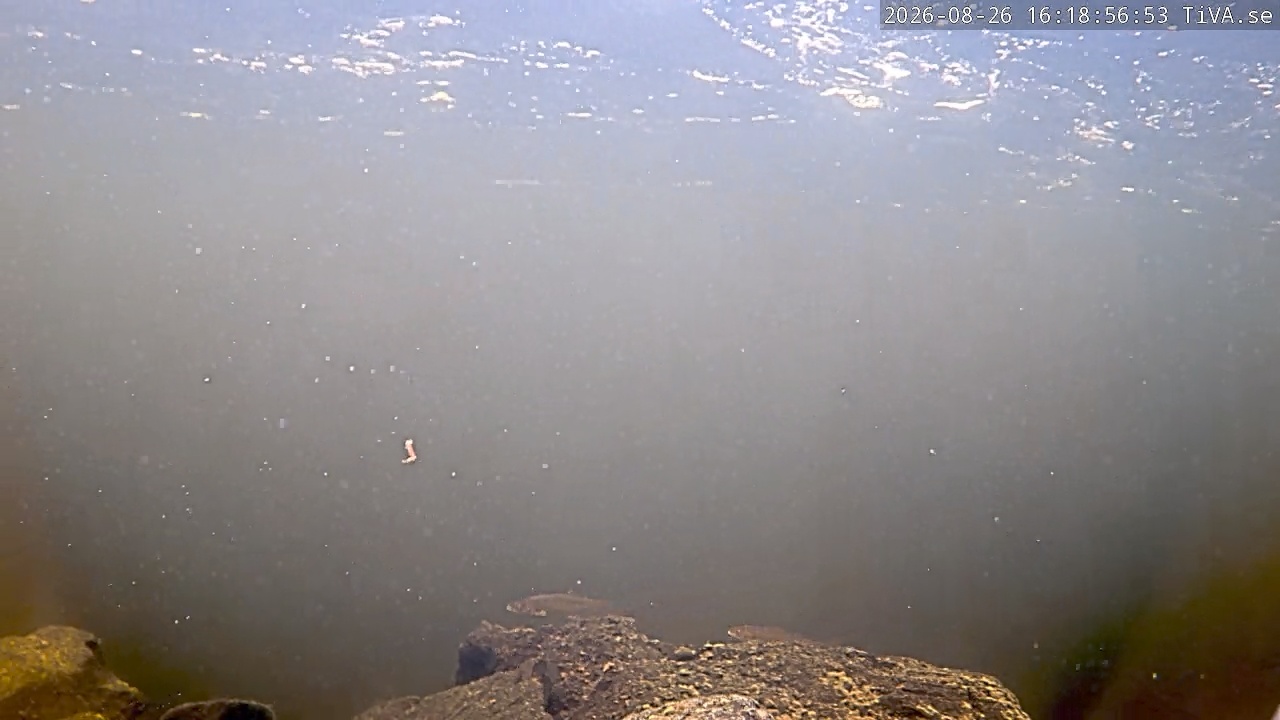 Video 2026-08-26 16:19