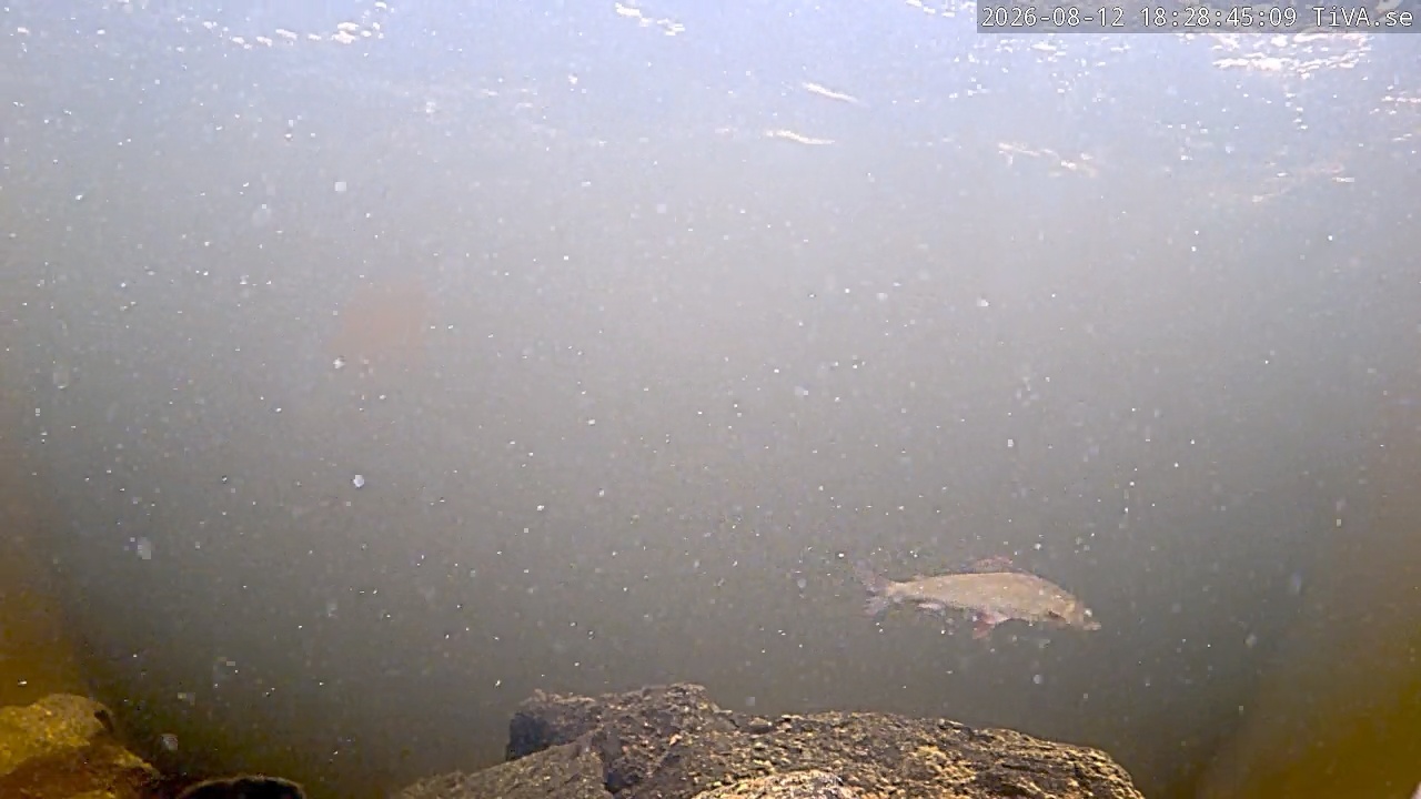 Video 2026-08-12 18:28