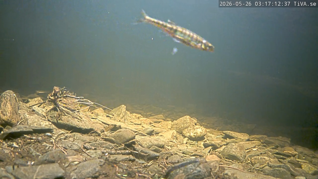 Video 2026-05-26 03:17