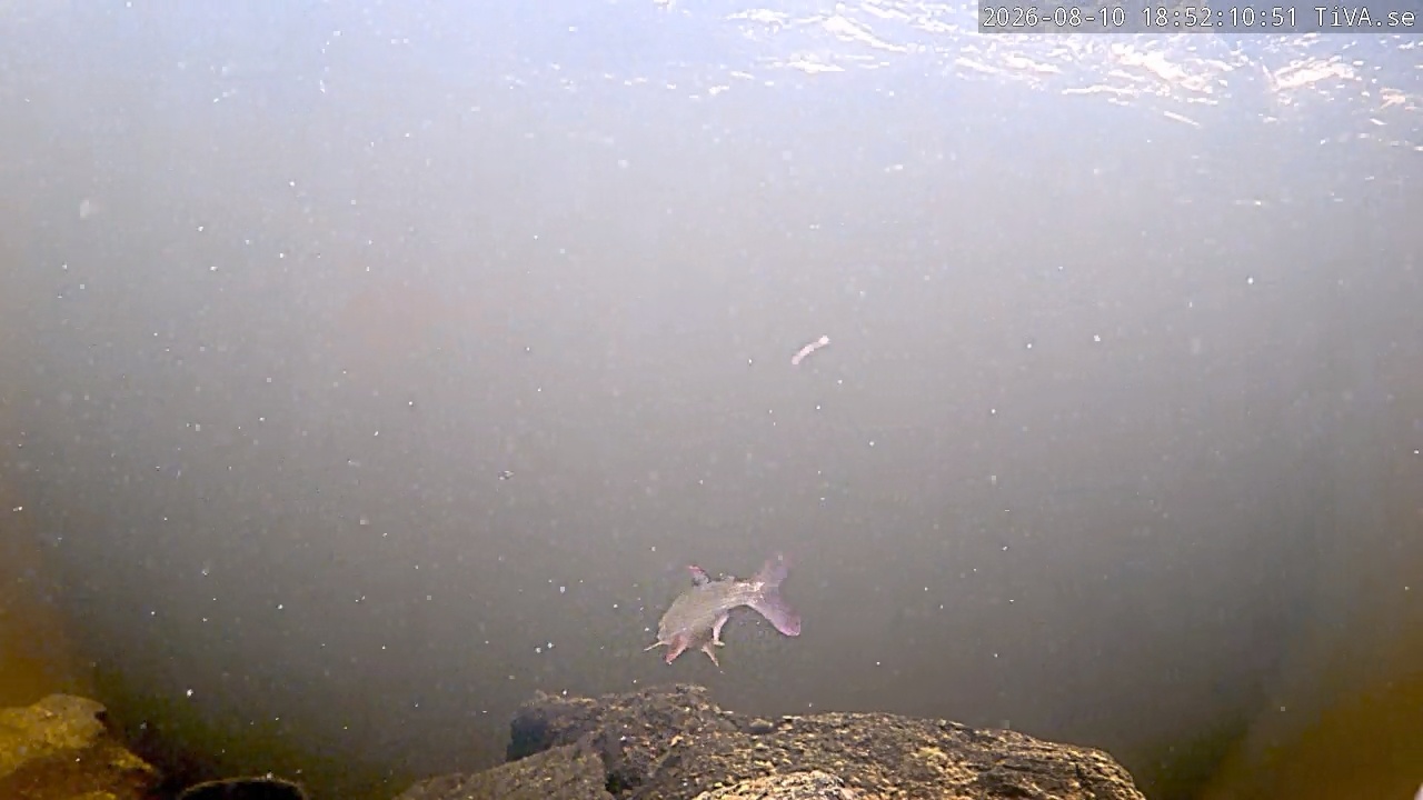 Video 2026-08-10 18:52
