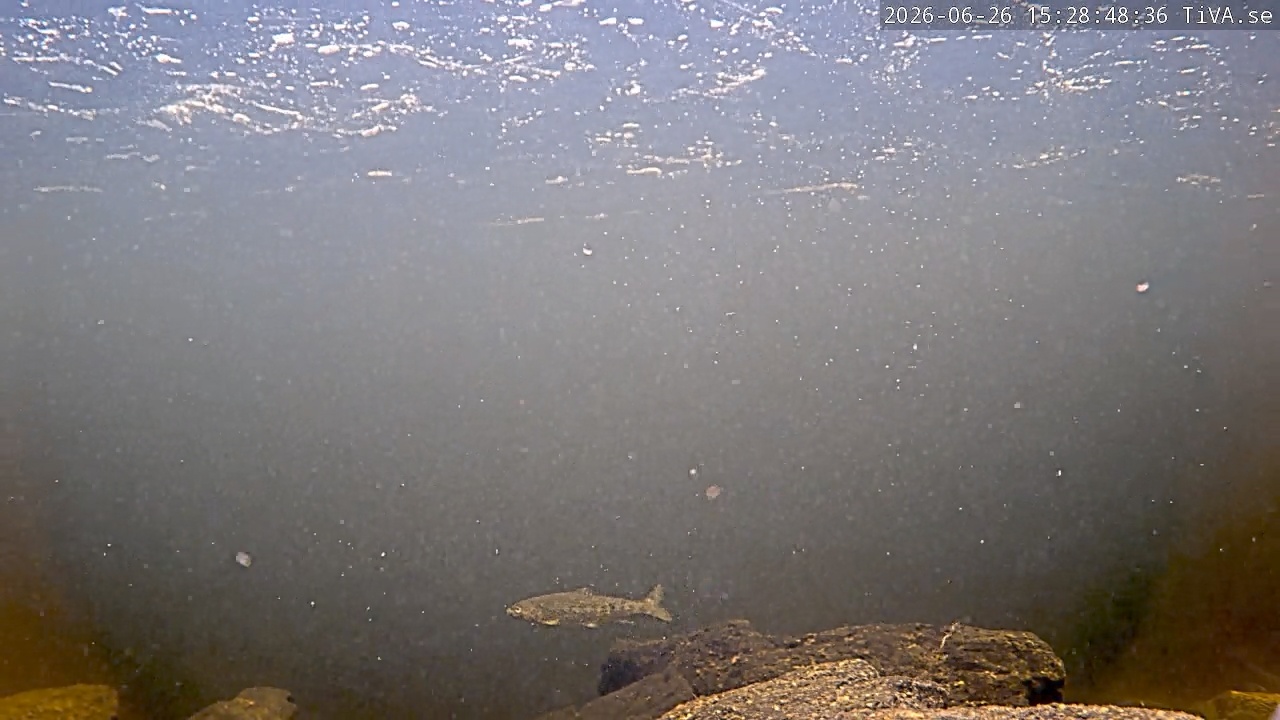 Video 2026-06-26 15:28