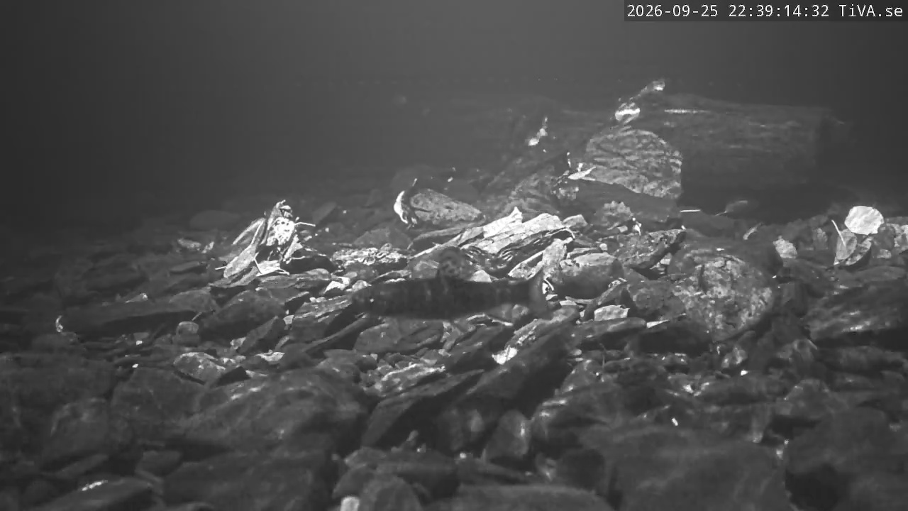 Video 2026-09-25 22:39