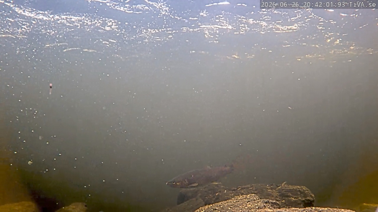 Video 2026-06-26 20:42